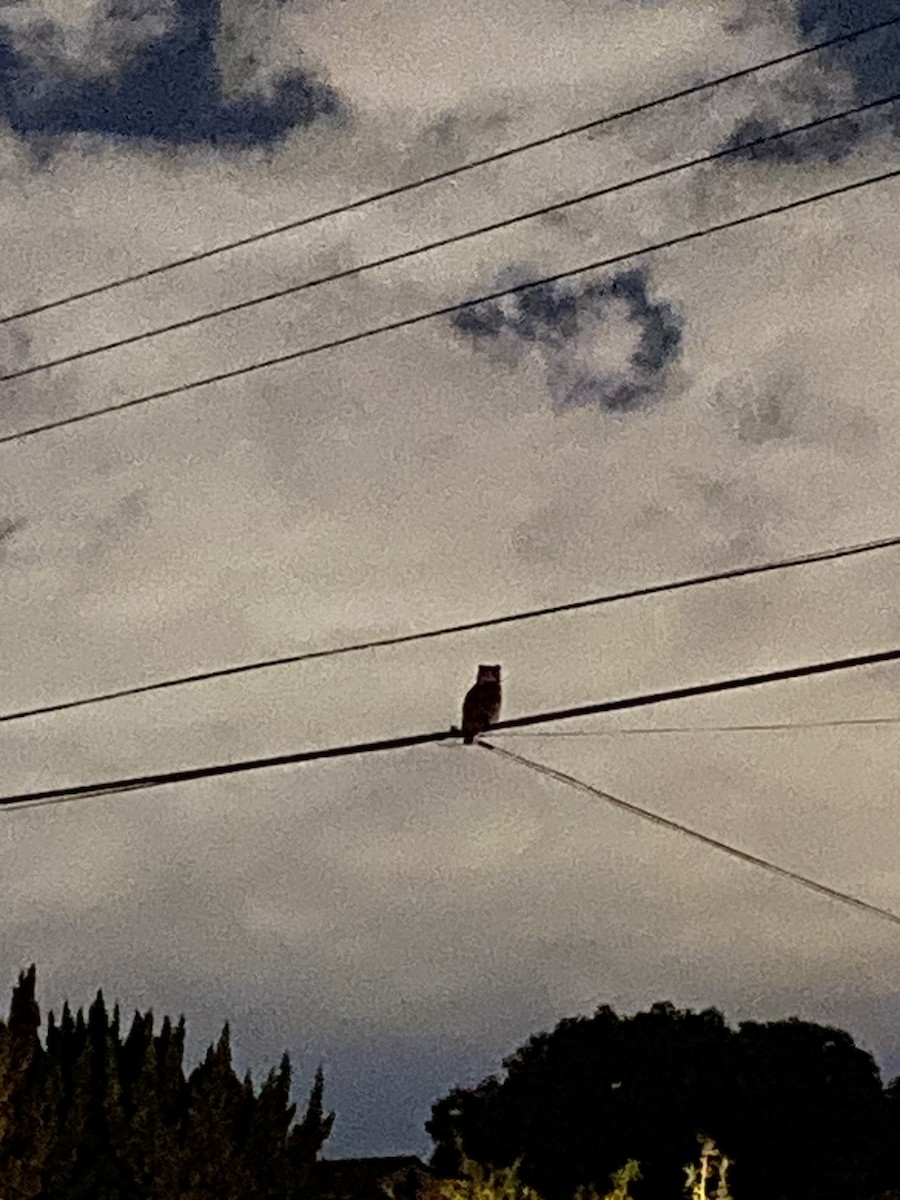 Great Horned Owl - ML642131944