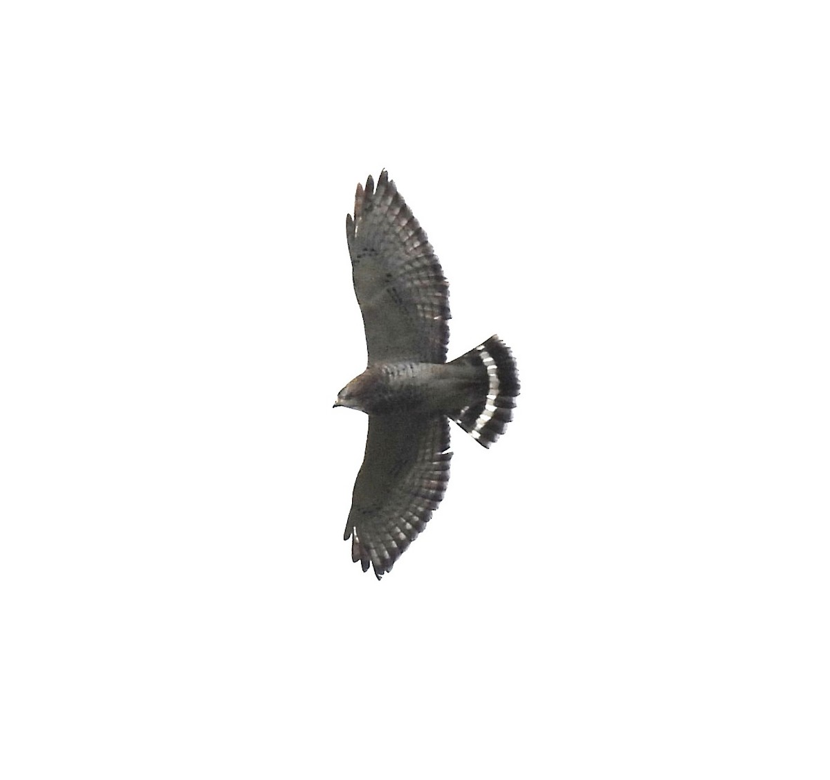 Broad-winged Hawk - ML642131945