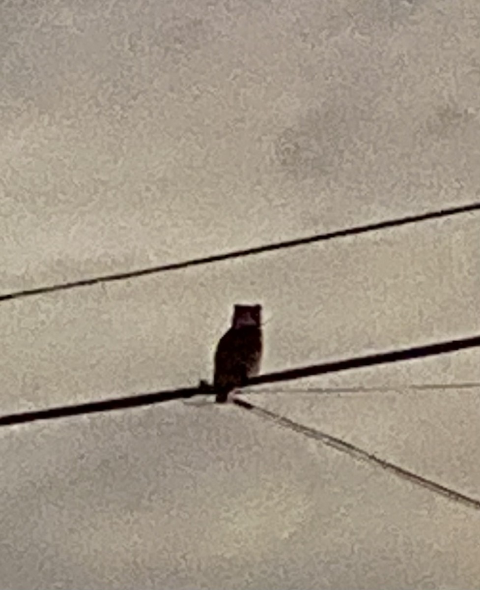 Great Horned Owl - ML642131947