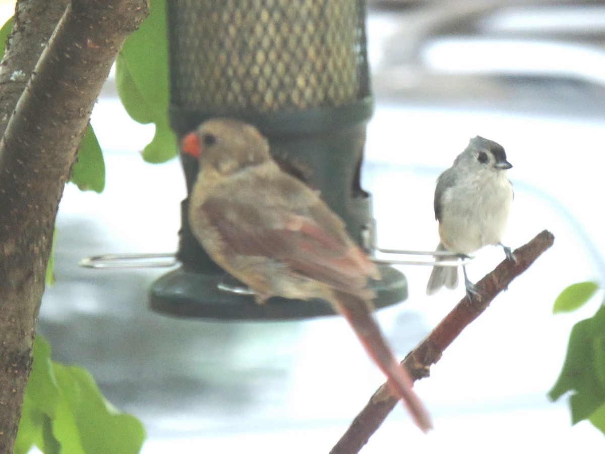 Tufted Titmouse - ML642131948