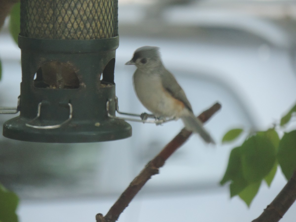 Tufted Titmouse - ML642131949