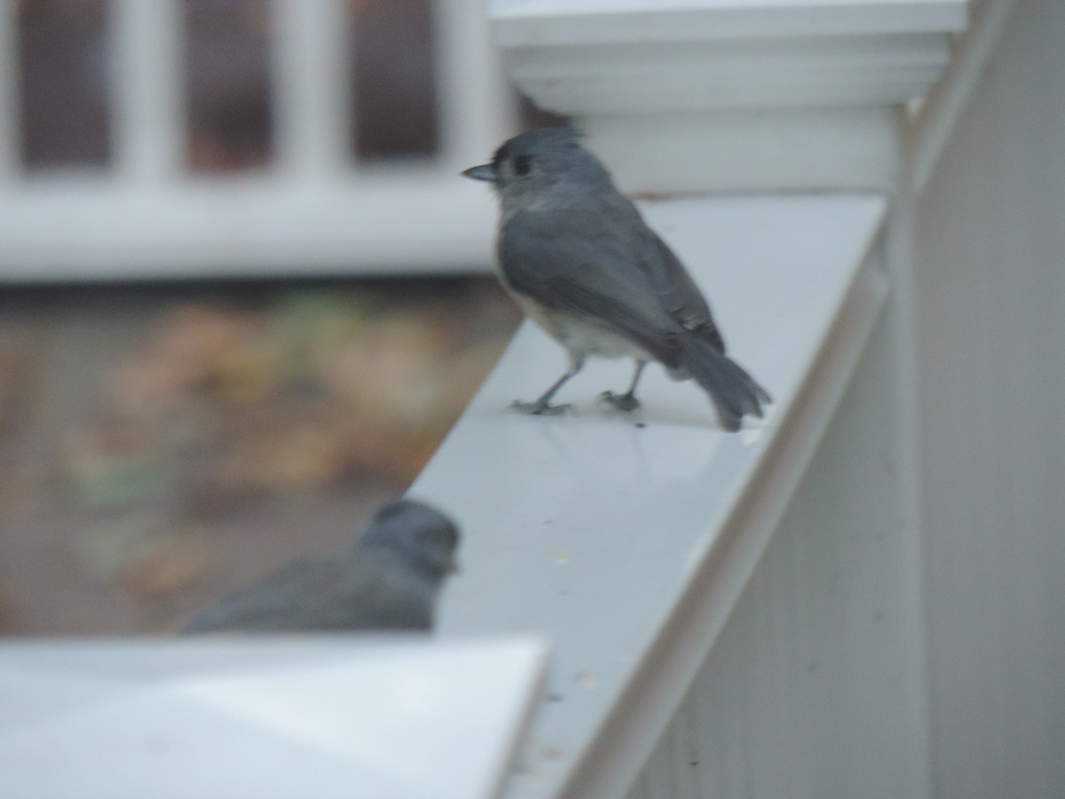 Tufted Titmouse - ML642131950