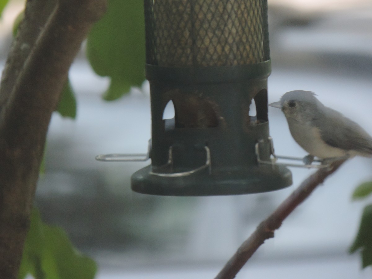 Tufted Titmouse - ML642131951