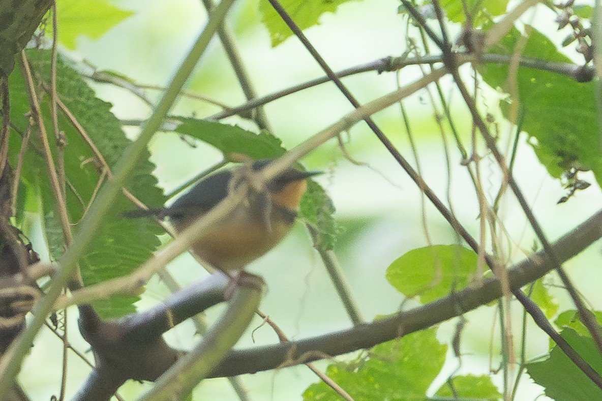 rwenzoriapalis - ML642131952