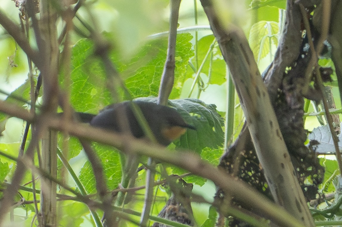 rwenzoriapalis - ML642131958
