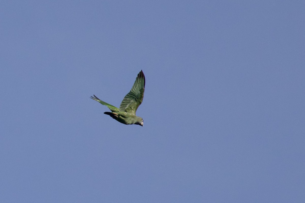 Blue-headed Parrot - ML642131962