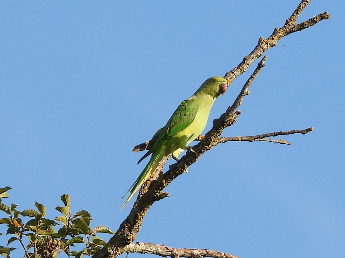 Rose-ringed Parakeet - ML642131985