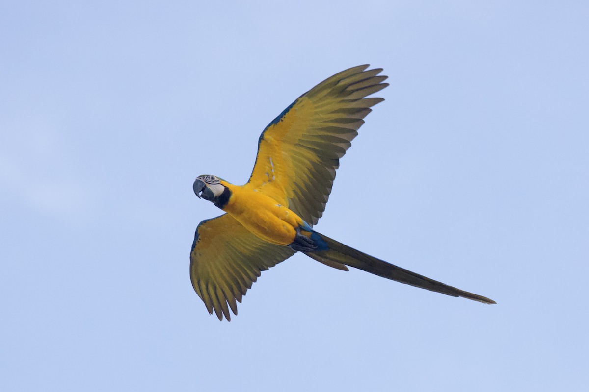 Blue-and-yellow Macaw - ML642131988
