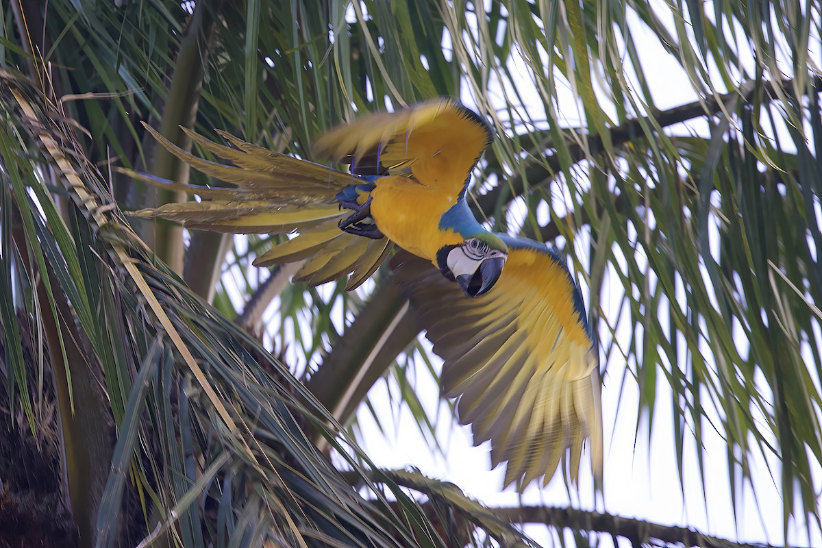 Blue-and-yellow Macaw - ML642131991