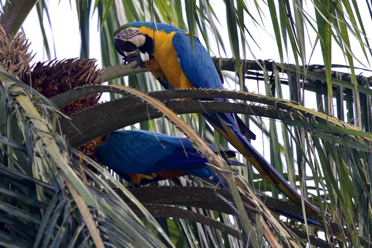 Blue-and-yellow Macaw - ML642131993