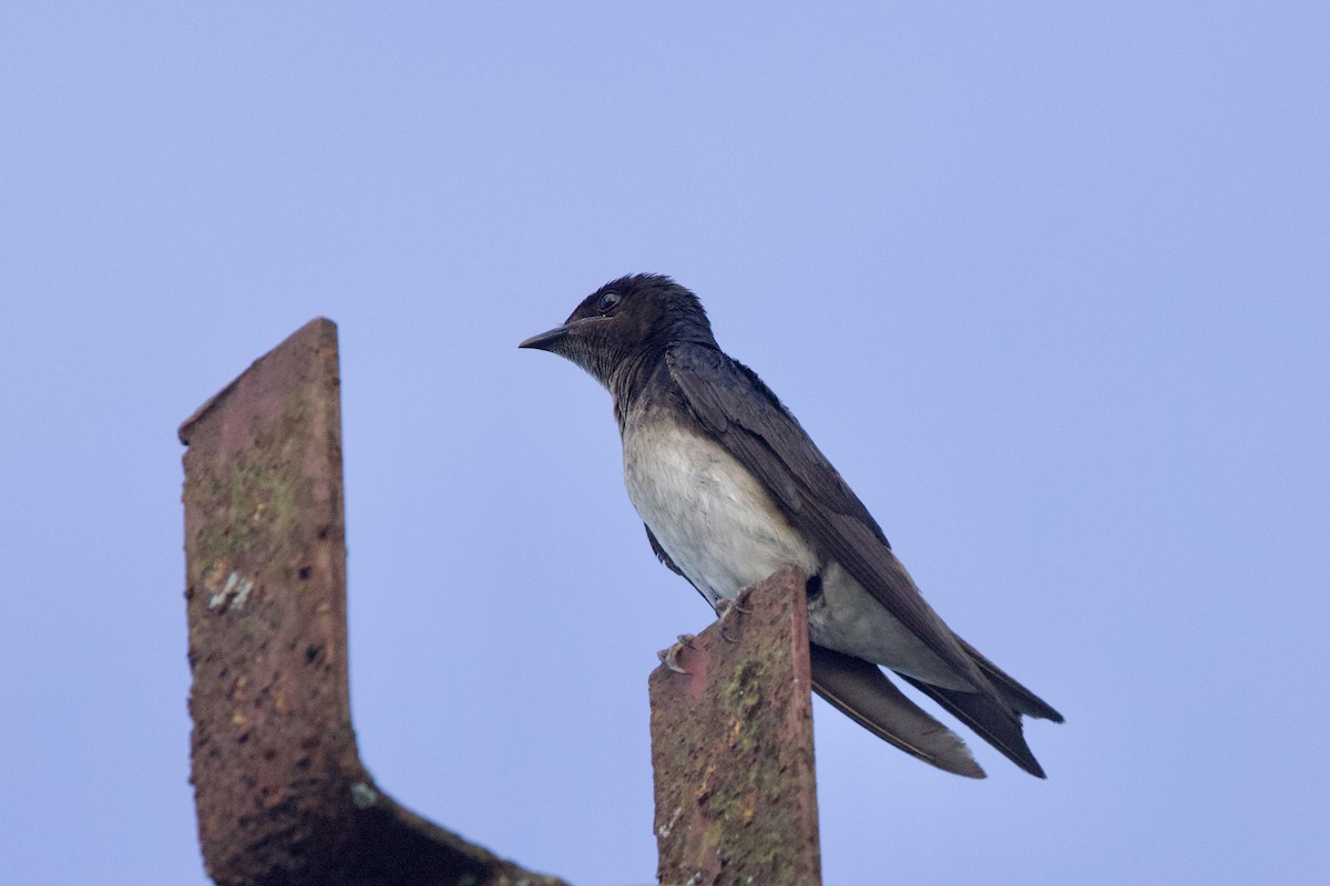 Gray-breasted Martin - ML642132003