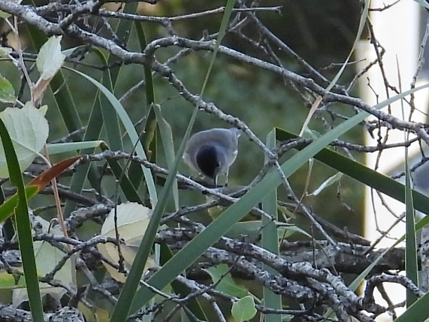 Eurasian Blackcap - ML642132005