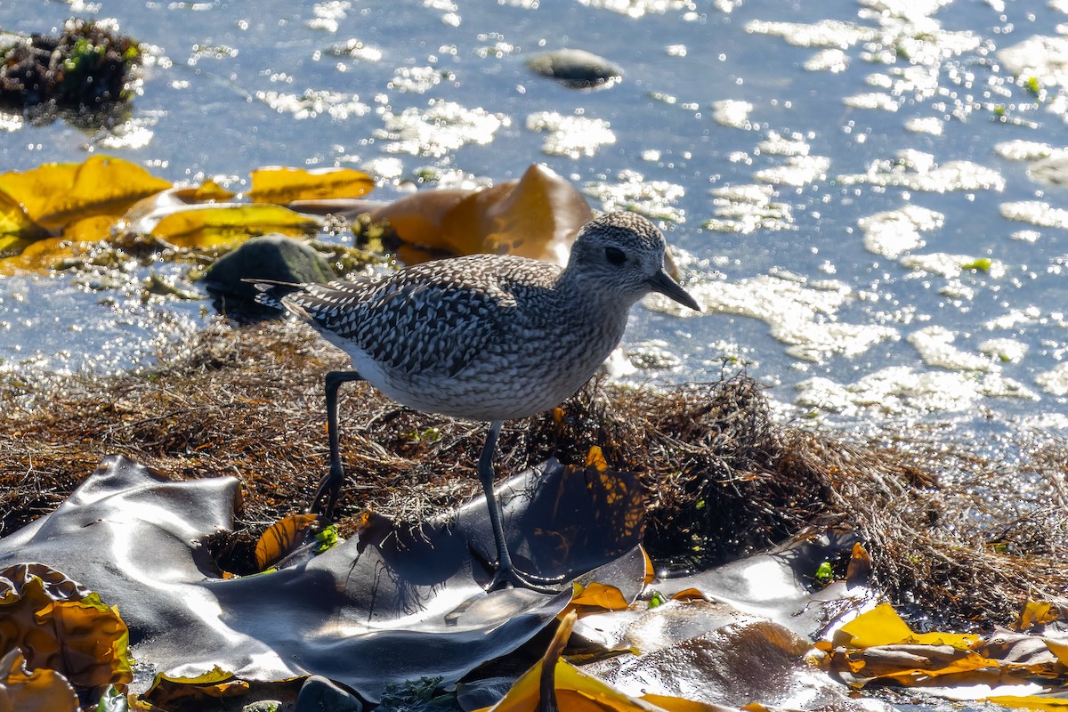 Black-bellied Plover - ML642132020