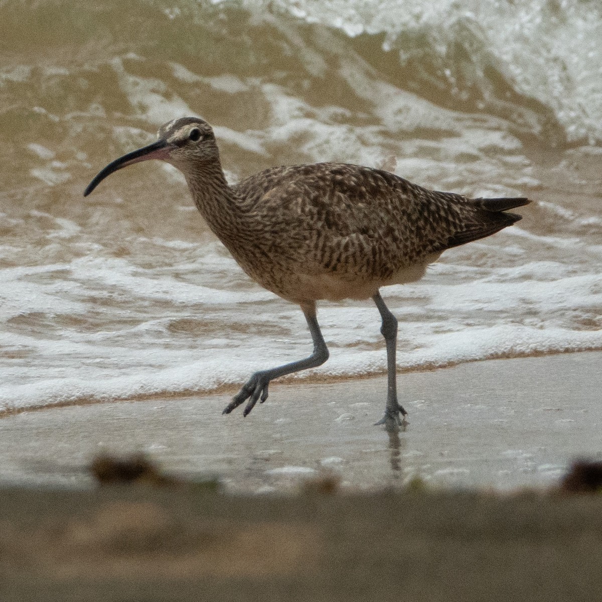 Hudsonian Whimbrel - ML642132022