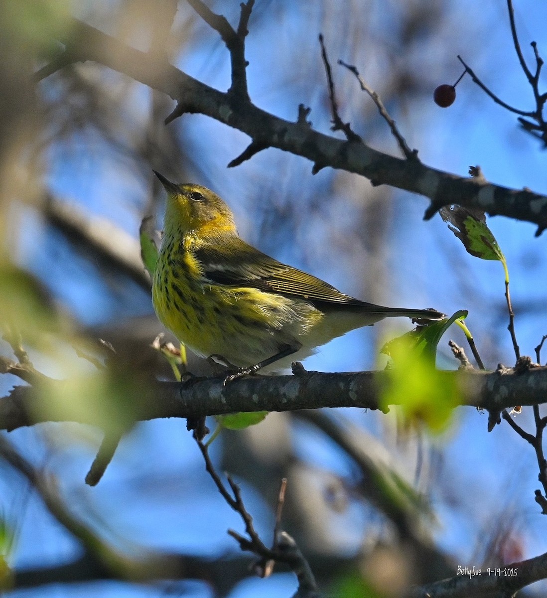 lesňáček skvrnitý - ML642132030