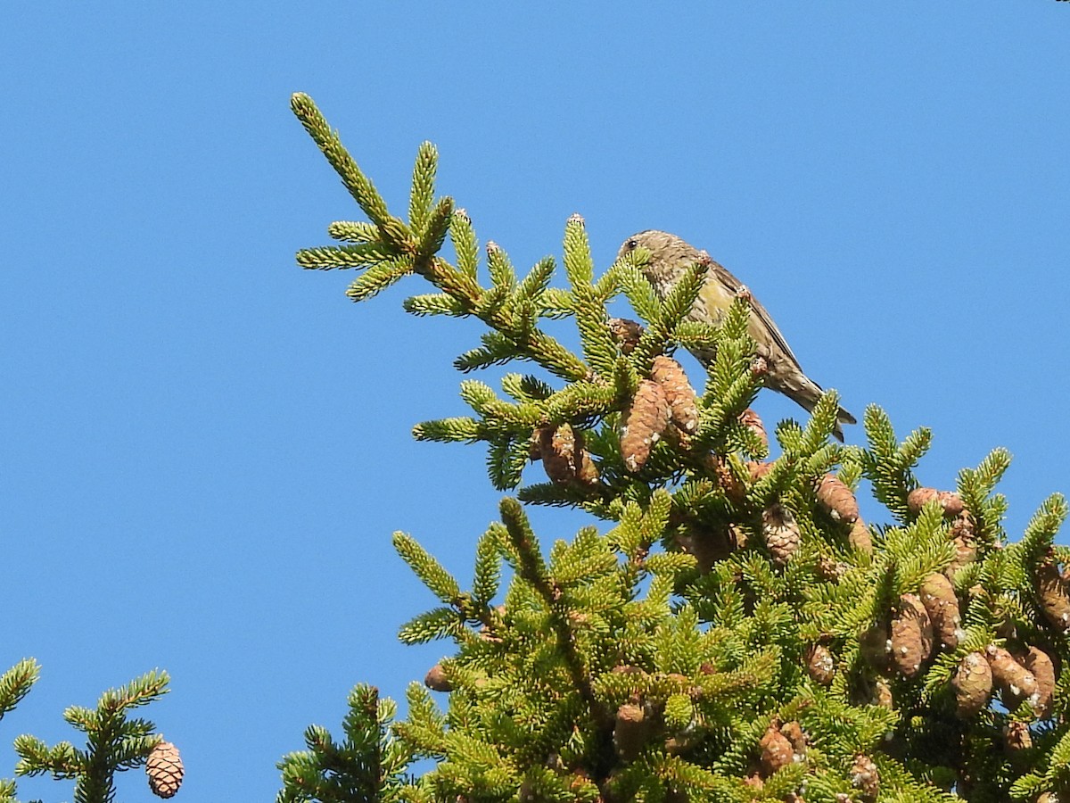 Red Crossbill - ML642132031