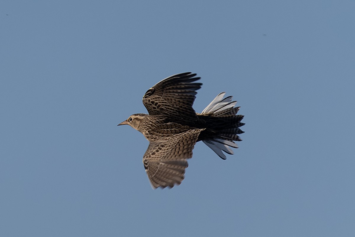 Western Meadowlark - ML642132035
