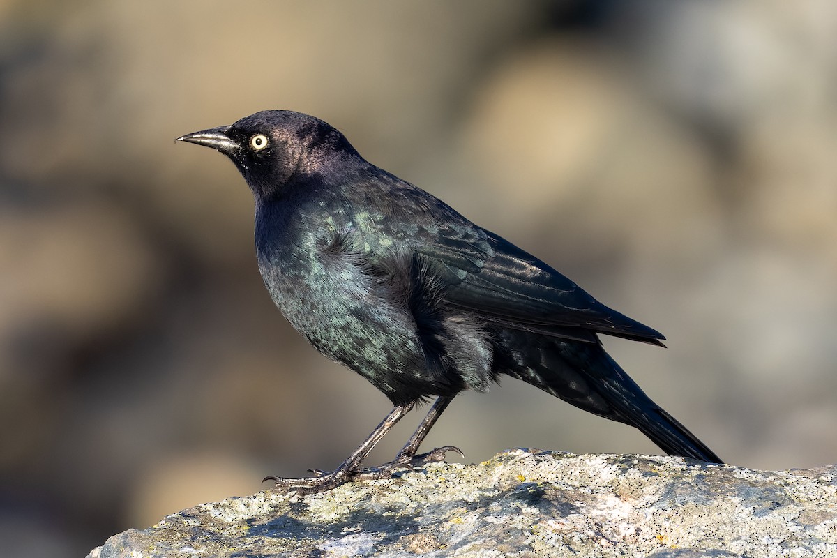 Brewer's Blackbird - ML642132041