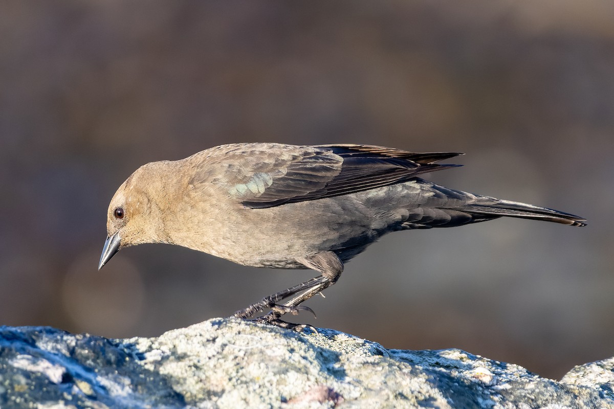 Brewer's Blackbird - ML642132042