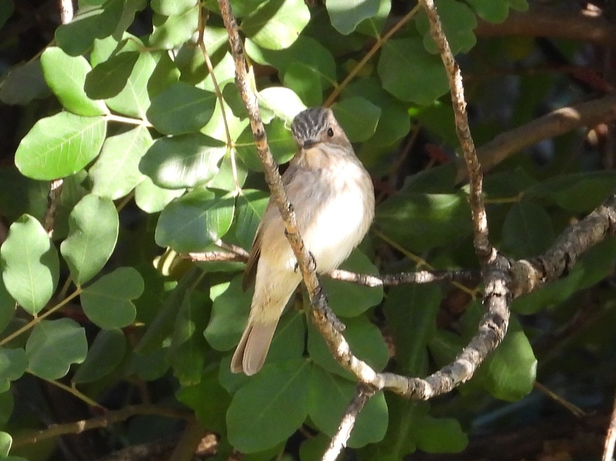 Spotted Flycatcher - ML642132044
