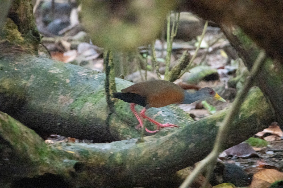 Gray-cowled Wood-Rail - ML642132046