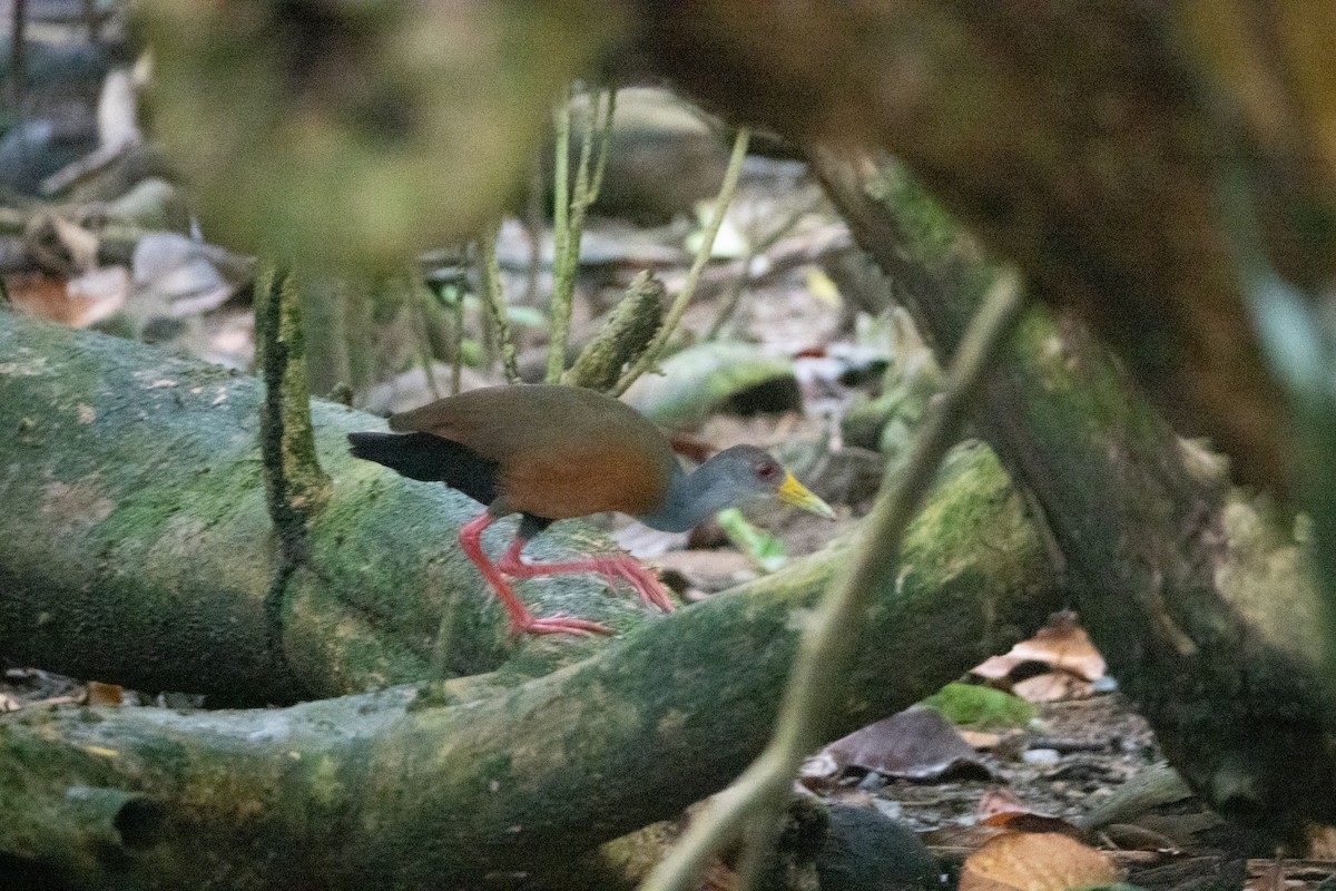 Gray-cowled Wood-Rail - ML642132047