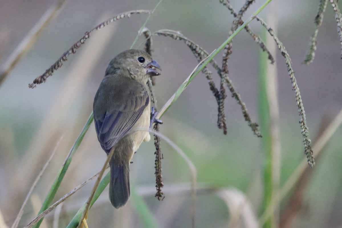 Wing-barred Seedeater - ML642132051