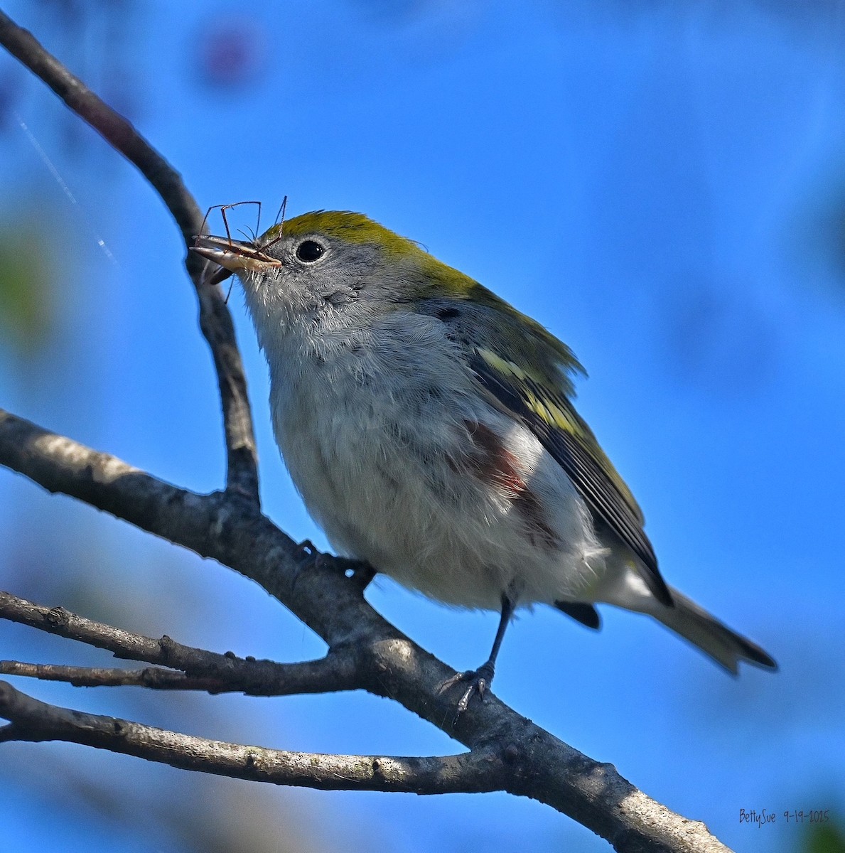 lesňáček rezavoboký - ML642132052