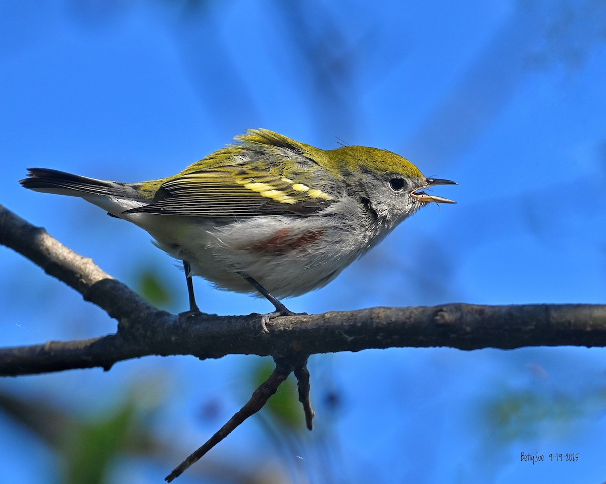 lesňáček rezavoboký - ML642132053