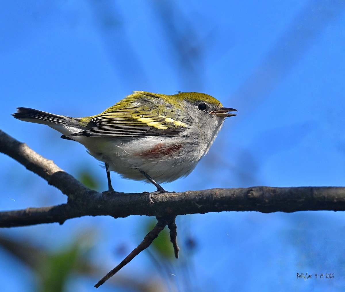 lesňáček rezavoboký - ML642132054