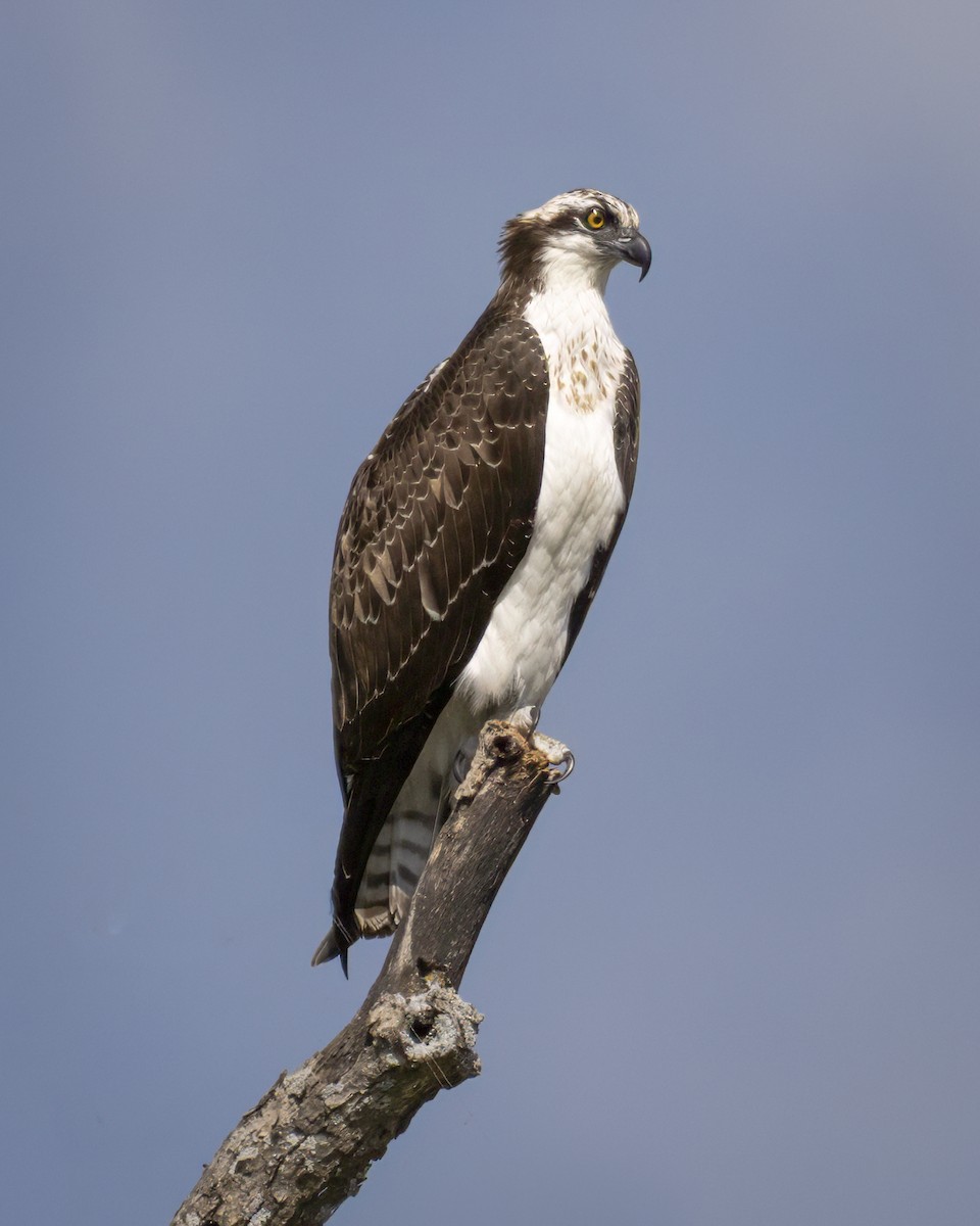 Balbuzard pêcheur - ML642132057