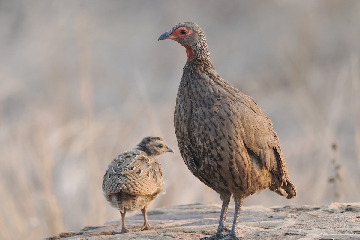 Francolin de Swainson - ML642132060