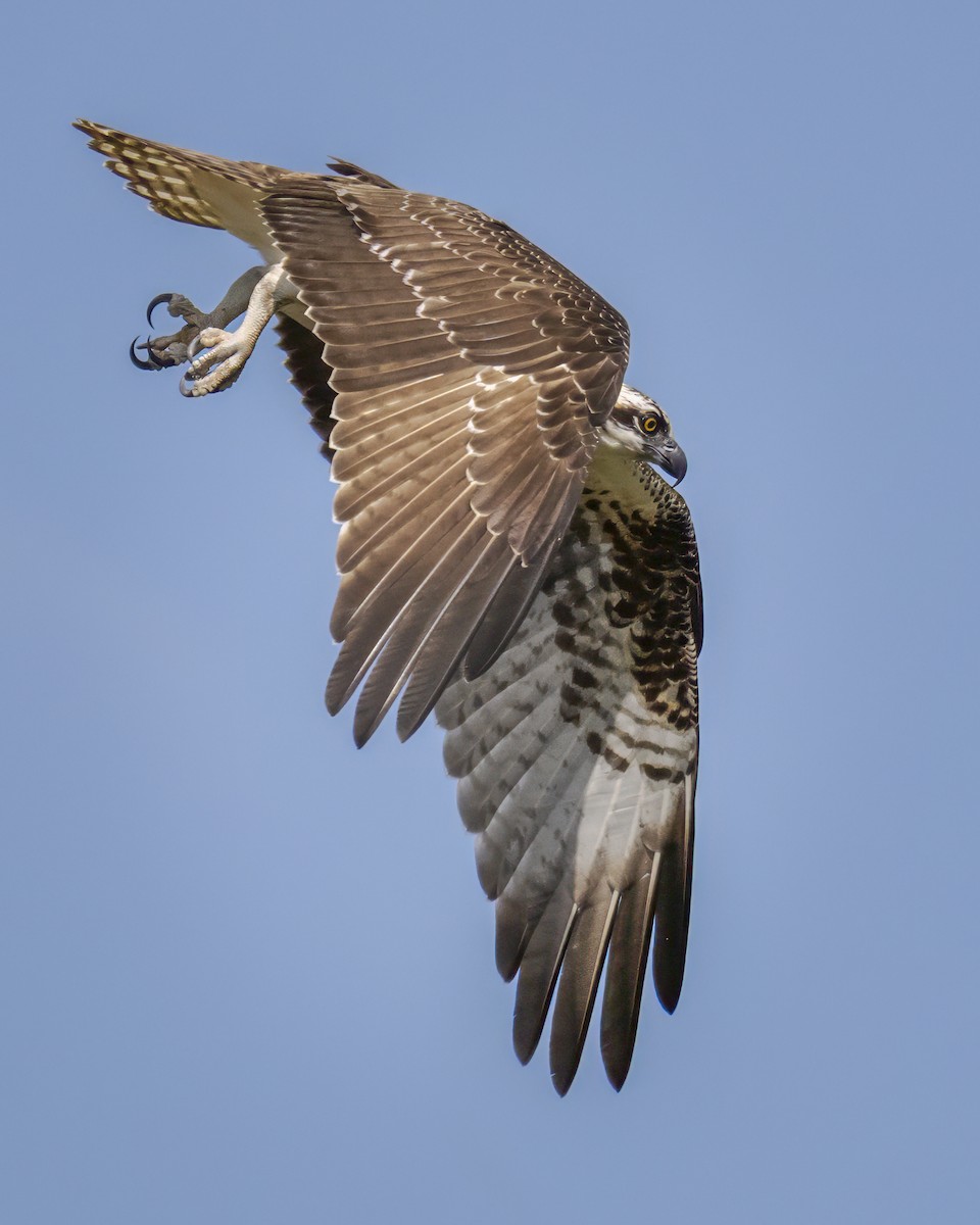 Balbuzard pêcheur - ML642132069