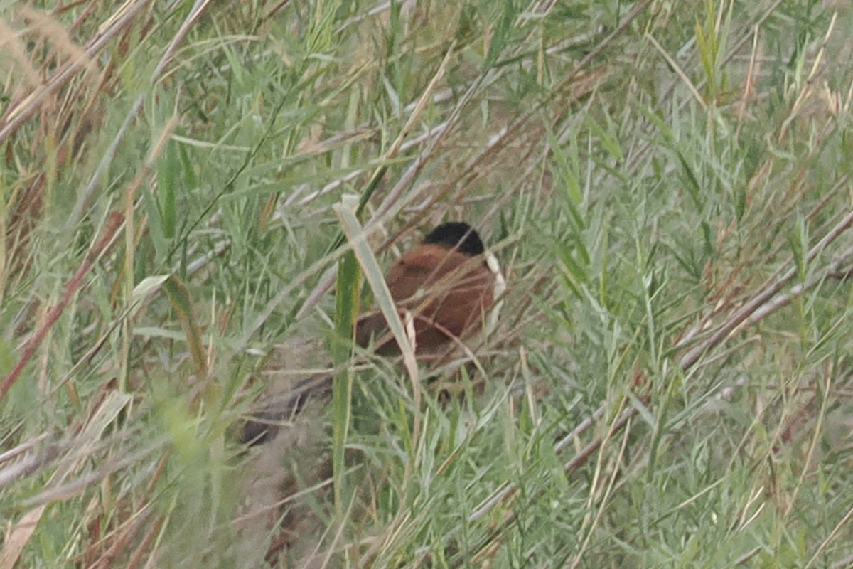 Coucal de Burchell - ML642132071