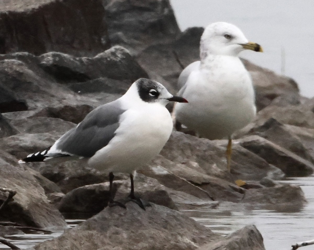 Mouette de Franklin - ML642132076