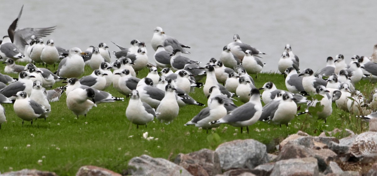 Mouette de Franklin - ML642132077