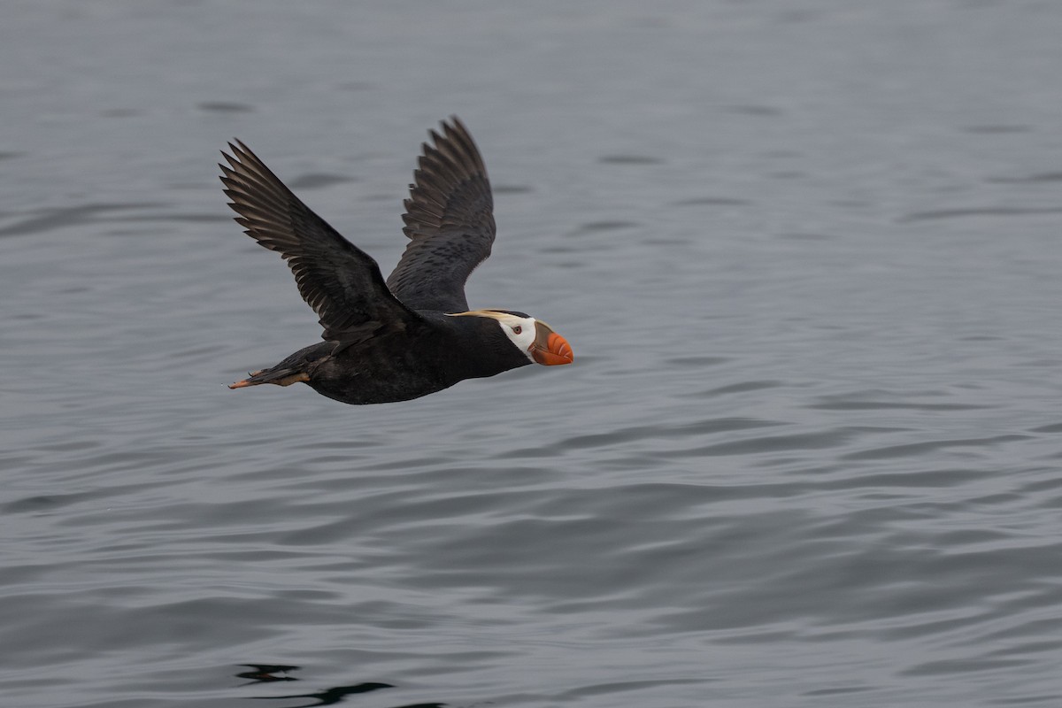 Tufted Puffin - ML642132078