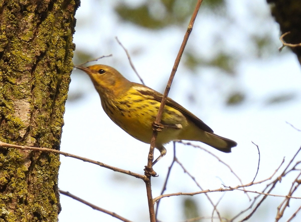 Paruline tigrée - ML642132081