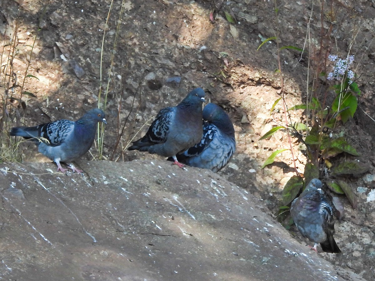 Pigeon biset (forme domestique) - ML642132082