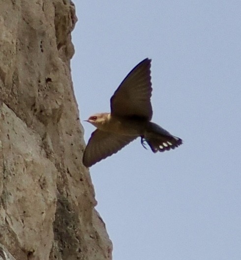 Southern Crag-Martin - ML642132083