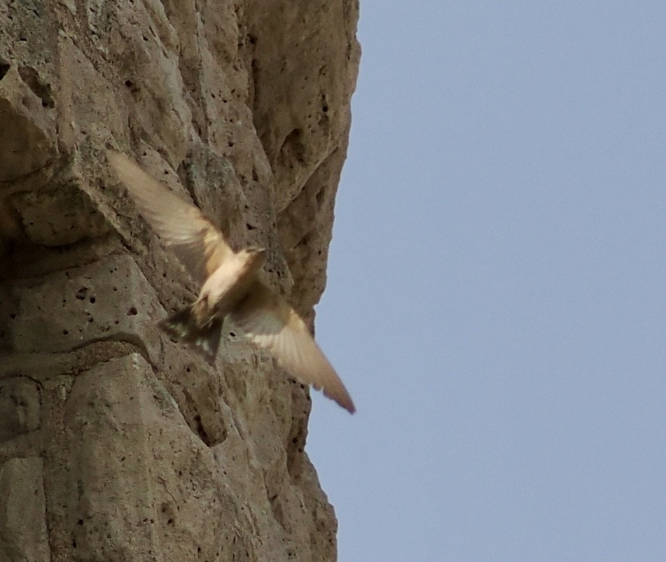 Southern Crag-Martin - ML642132084