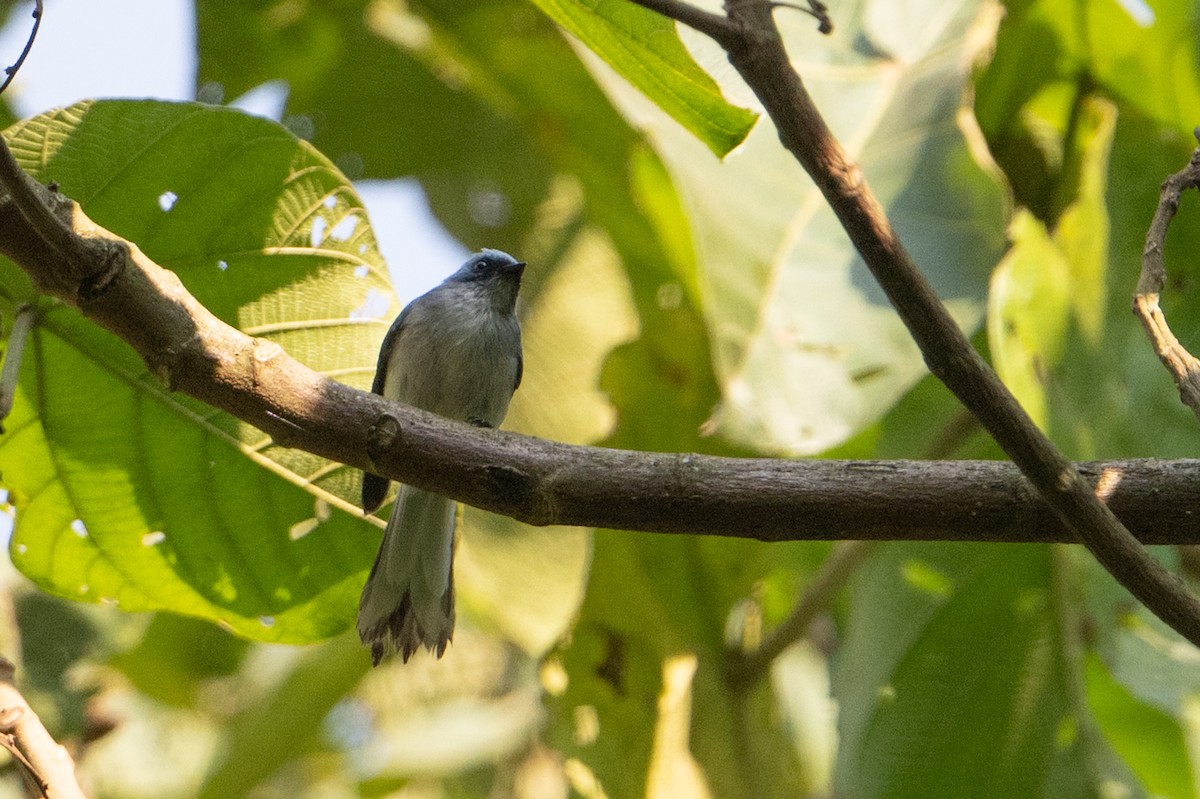 White-tailed Blue Flycatcher - ML642132087