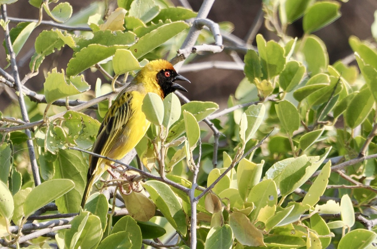 Southern Masked-Weaver - ML642132094