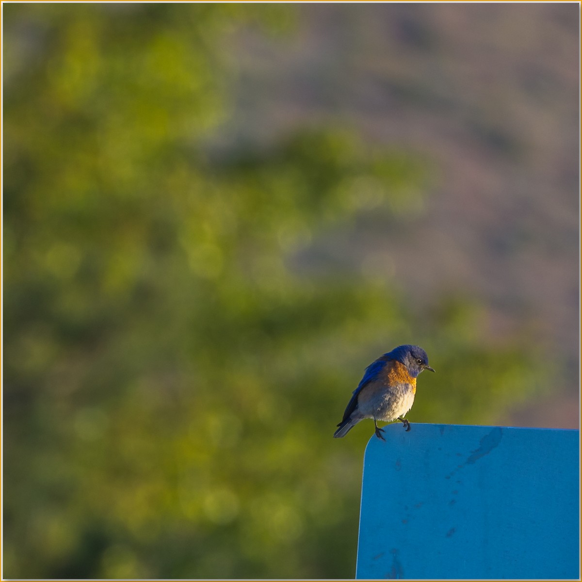 Western Bluebird - ML642132097