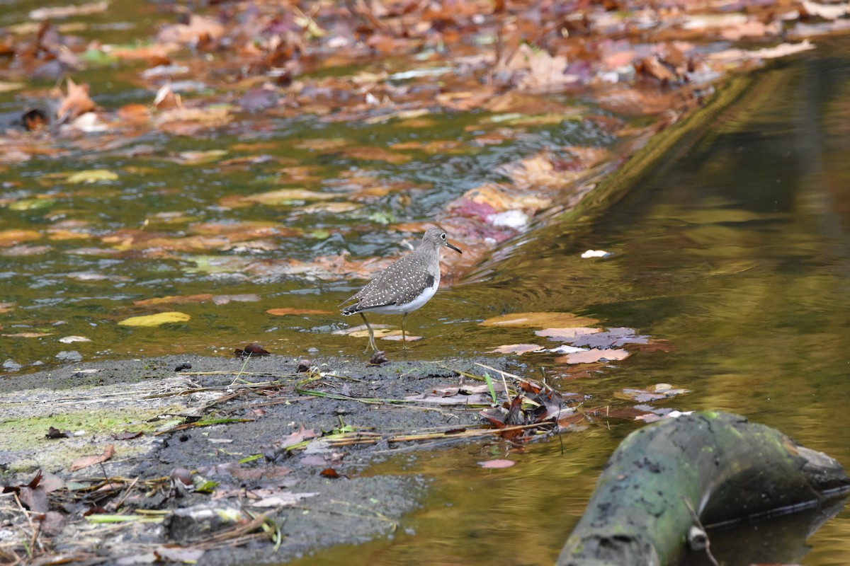 Einsiedelwasserläufer - ML642132098