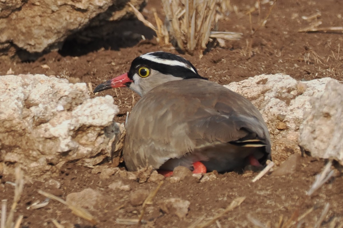 Crowned Lapwing - ML642132116