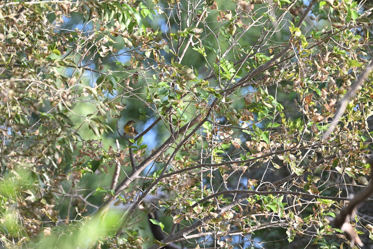 Dickcissel - ML642132121