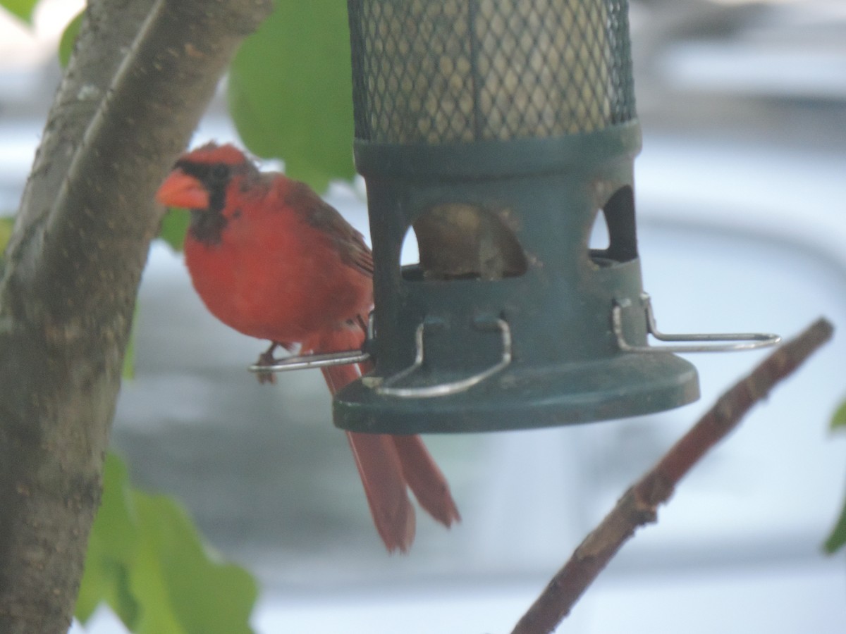 Northern Cardinal - ML642132130