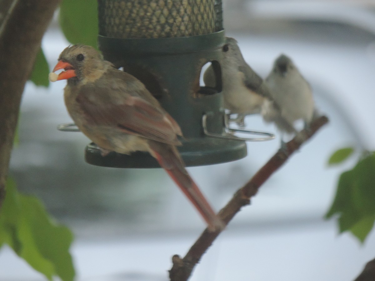 Northern Cardinal - ML642132131