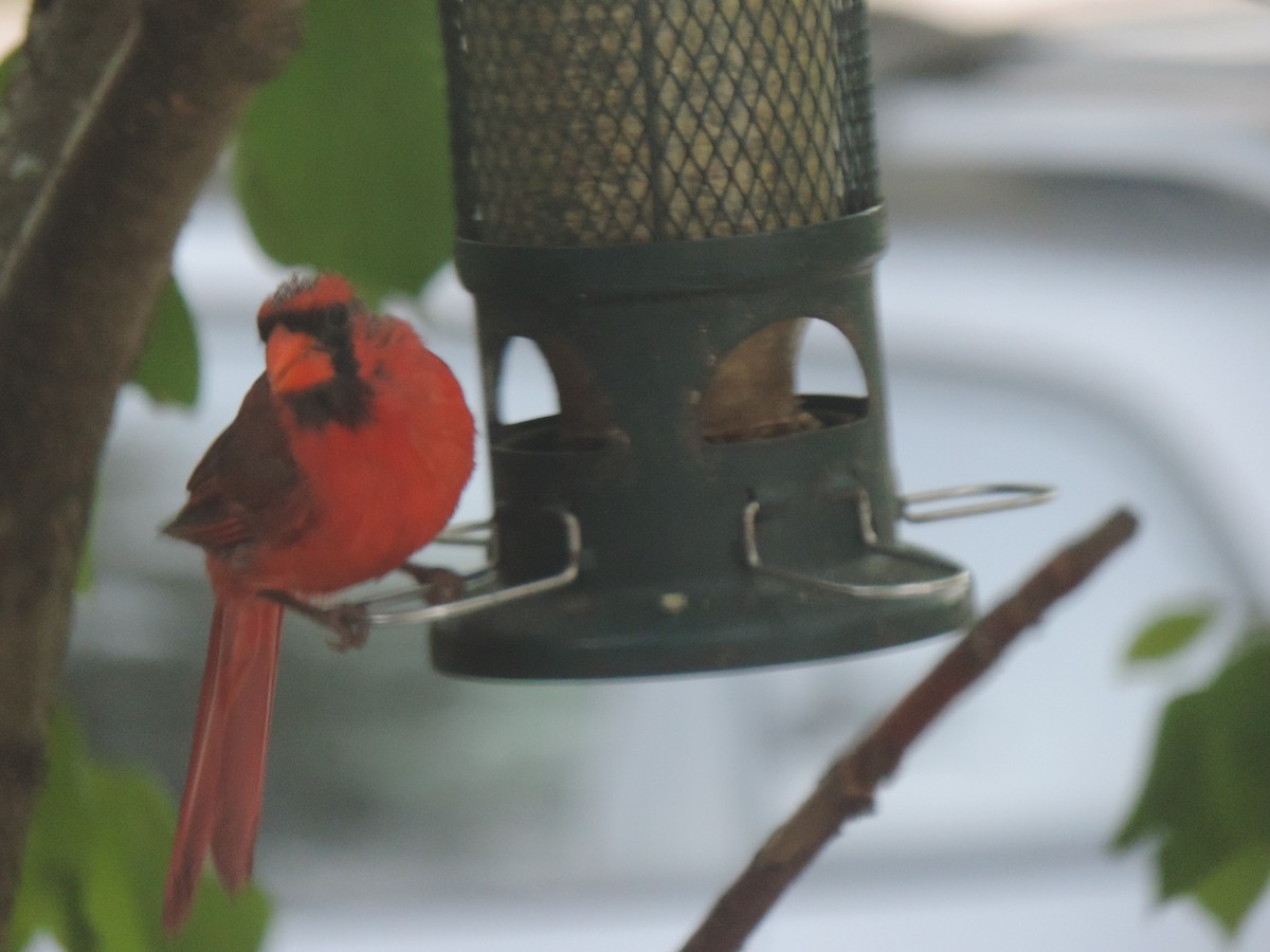 Northern Cardinal - ML642132132